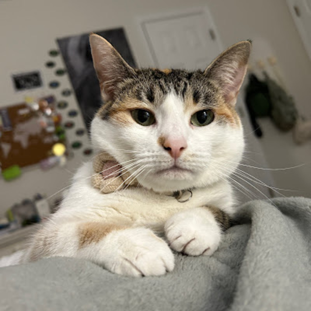 Meet your Posher, Gracie